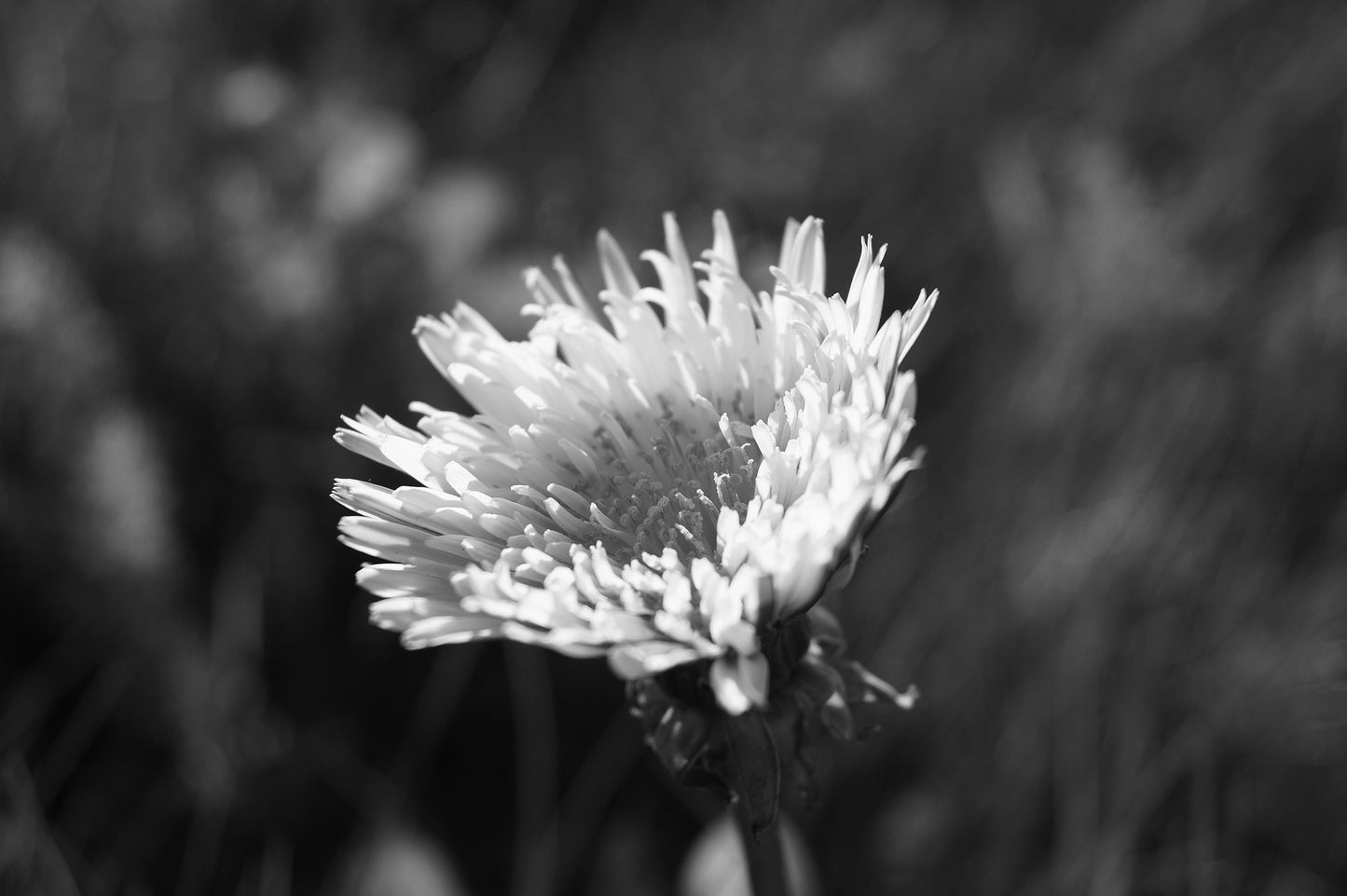 the benefits of dandelions - not just a weed!
