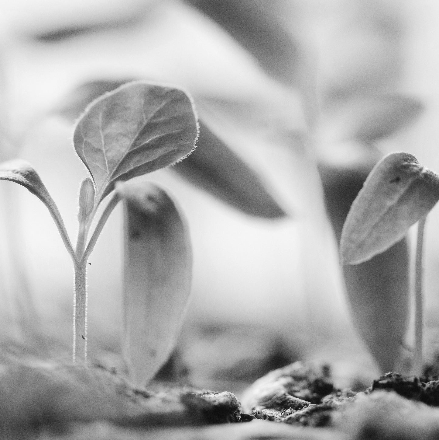 PLANT RESEARCH Biophotons - a guiding light to Aǹalemma water