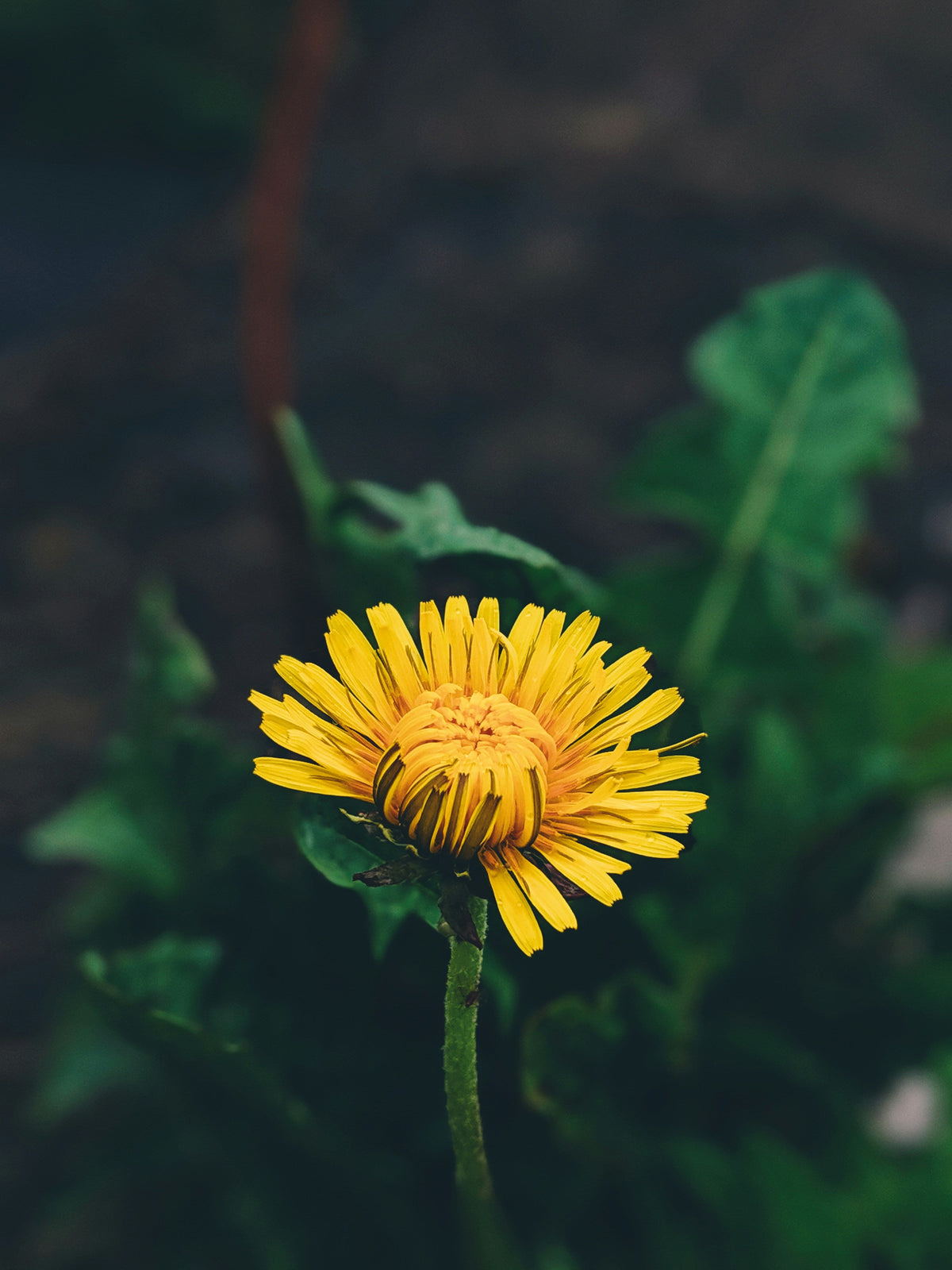 the benefits of dandelions - not just a weed!