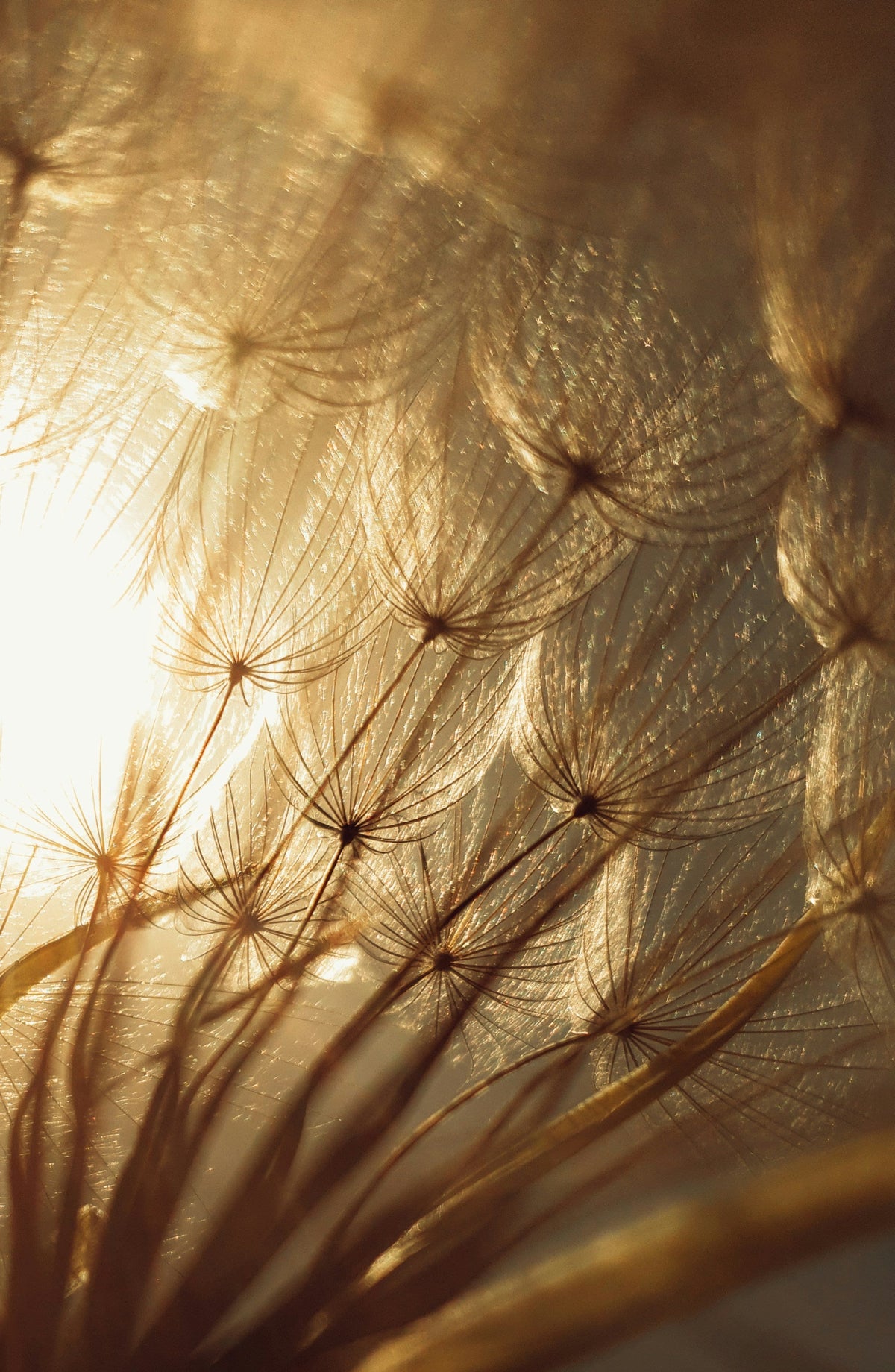 seasonal allergies - say goodbye to allergy symptoms