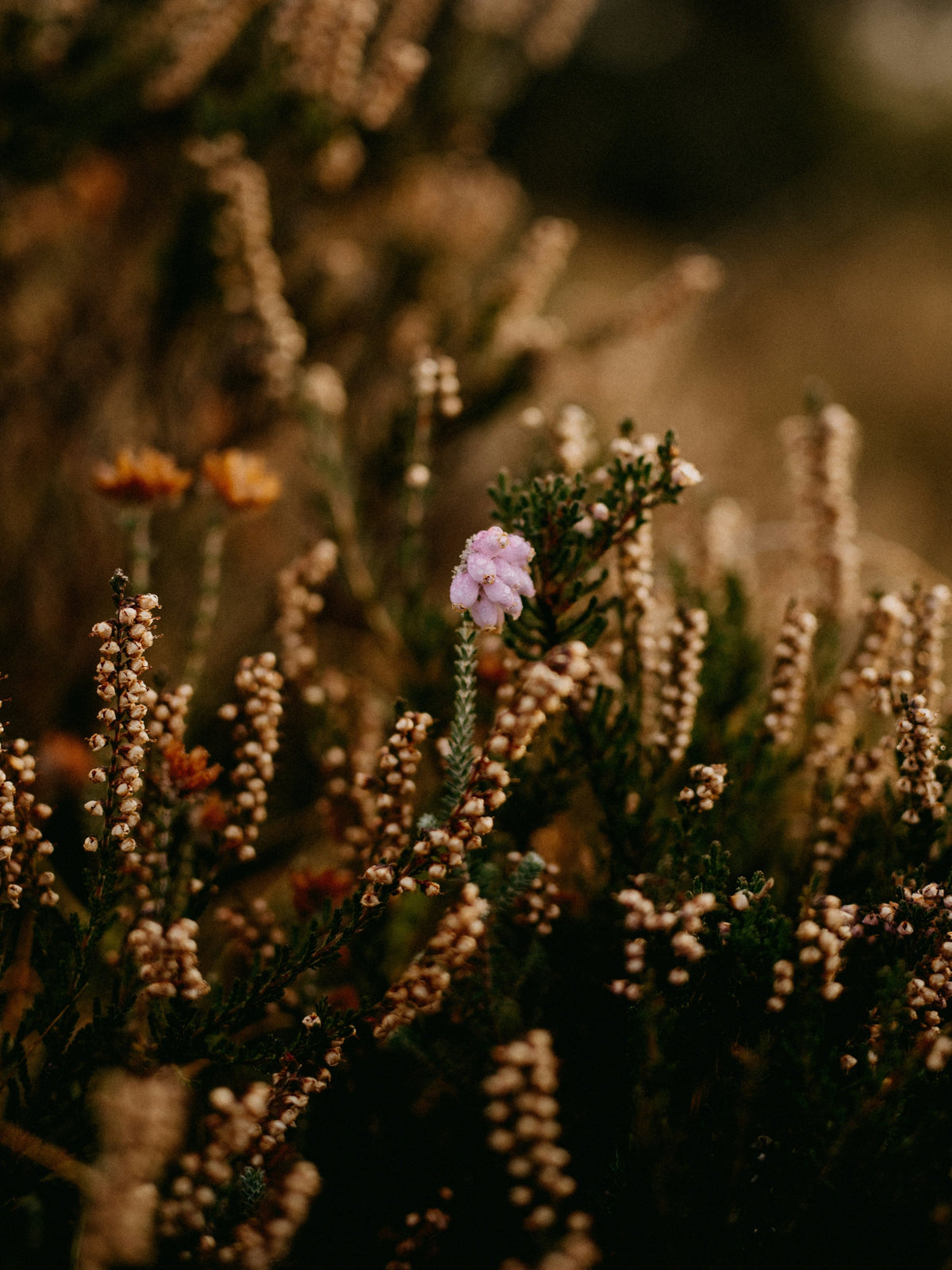 allergies - when did it all begin?