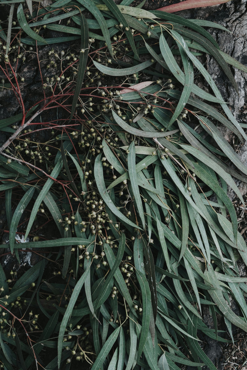 the powerful eucalyptus benefits that may surprise you