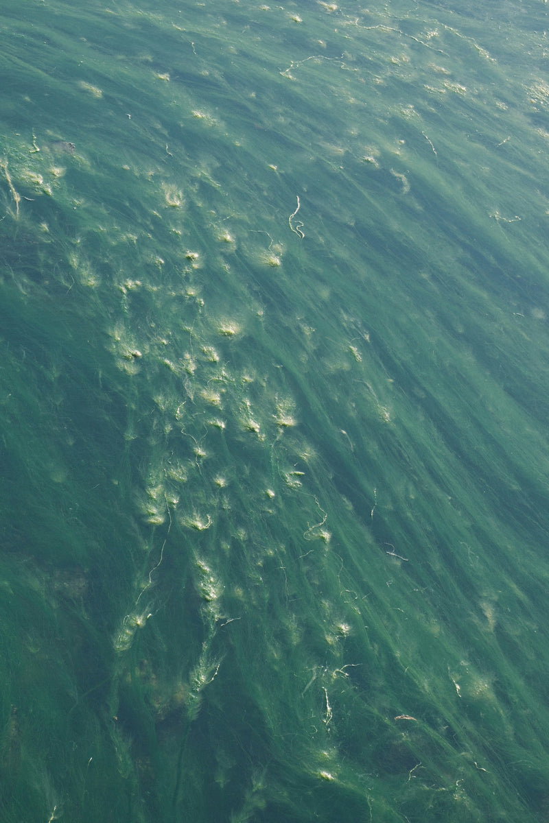 David Aguado on Marine Plasma and Vortex Plankton Blooms